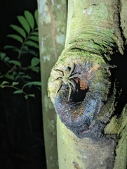 Cupiennius coccineus