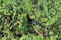 Clamator levaillantii