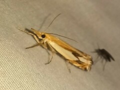 Crambus agitatellus