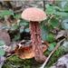 Russell's Bolete - Photo (c) U.S. Department of Agriculture, some rights reserved (CC BY)