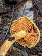 Cortinarius thiersii