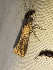 Crambodes talidiformis