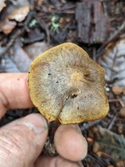 Cortinarius thiersii