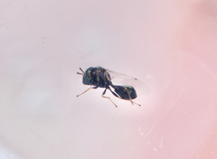 Eucharitidae