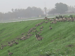 Branta canadensis
