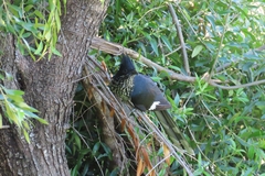 Clamator levaillantii