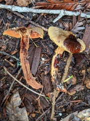 Cortinarius thiersii