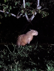 Hydrochoerus isthmius