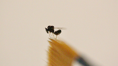 Eucharitidae