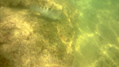 Halichoeres notospilus