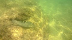 Halichoeres notospilus