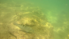 Halichoeres notospilus