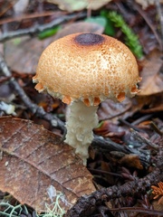 Lepiota magnispora