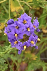 Solanum pinnatum