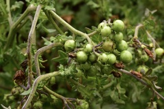 Solanum pinnatum