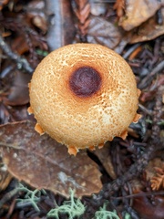 Lepiota magnispora
