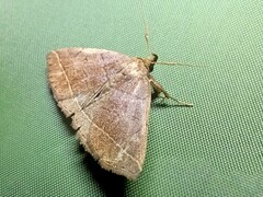 Zanclognatha obscuripennis