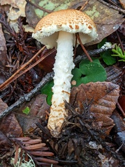 Lepiota magnispora