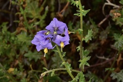 Solanum pinnatum