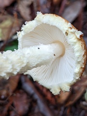 Lepiota magnispora