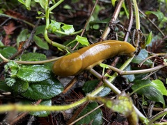 Ariolimax californicus