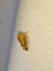 Ophiderma evelyna