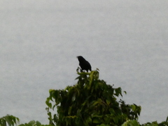 Corvus jamaicensis