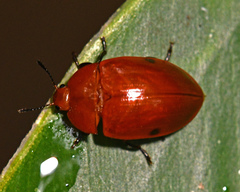 Iphiclus lateripunctatus