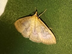 Crocidophora serratissimalis