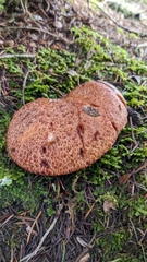 Suillus lakei