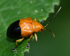 Luperodes