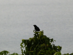Corvus jamaicensis