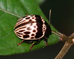 Platyphora fulvicornis
