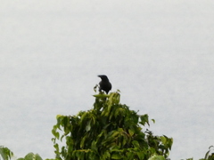 Corvus jamaicensis