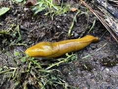 Ariolimax californicus