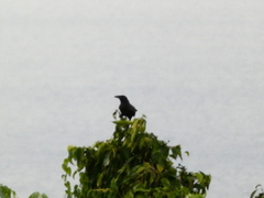 Corvus jamaicensis