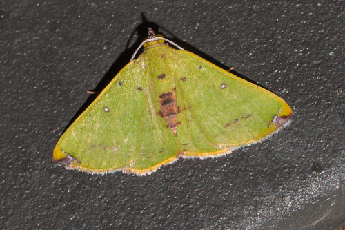 Numia terebintharia