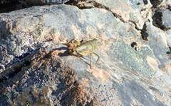 Brachaspis collinus