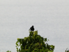 Corvus jamaicensis