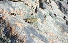 Brachaspis collinus