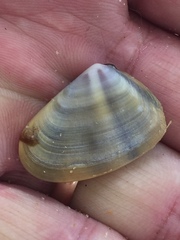 Donacidae