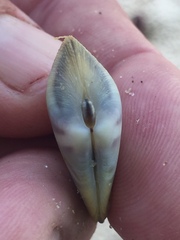 Donacidae