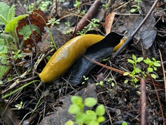Ariolimax californicus