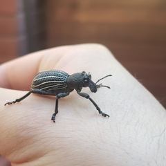 Aegorhinus albolineatus