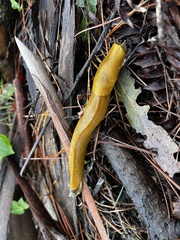 Ariolimax californicus