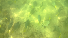 Prionurus laticlavius