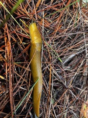 Ariolimax californicus