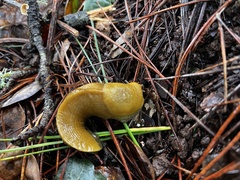 Ariolimax californicus