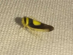 Colladonus clitellarius