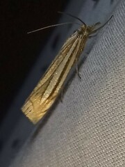 Crambus laqueatellus